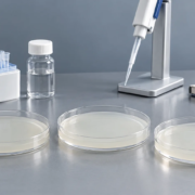 Conceptual assay-preparation bench with three Petri dishes of uniform gel without clearing zones, a micropipette, reagent vial, and unmarked notebook